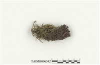 藏品(齒鞭廣萼蘚)的圖片